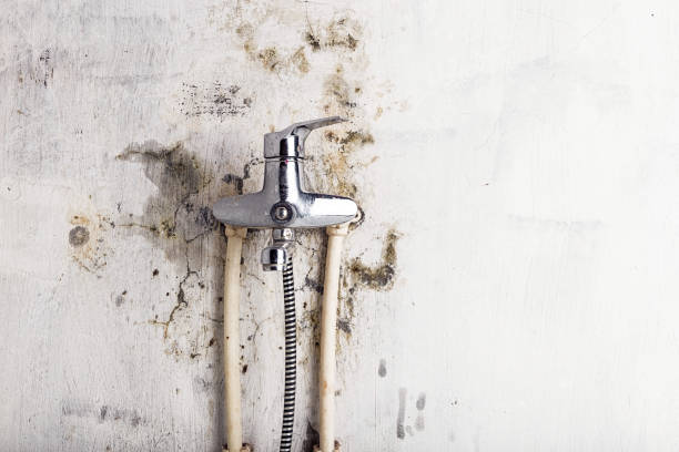 Mold Removal and Inspection in North Merritt Island, FL