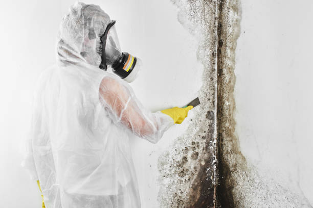 Best Toxic Mold Removal  in North Merritt Island, FL