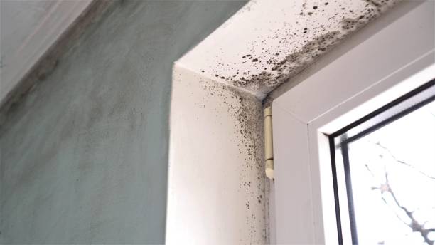 Professional Mold Removal in North Merritt Island, FL