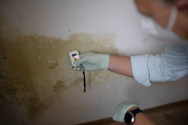 Best Certified Mold Removal  in North Merritt Island, FL