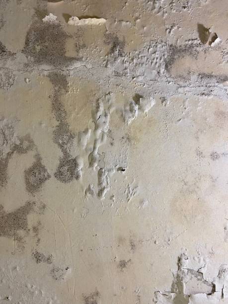 Trusted North Merritt Island, FL Mold Removal Experts