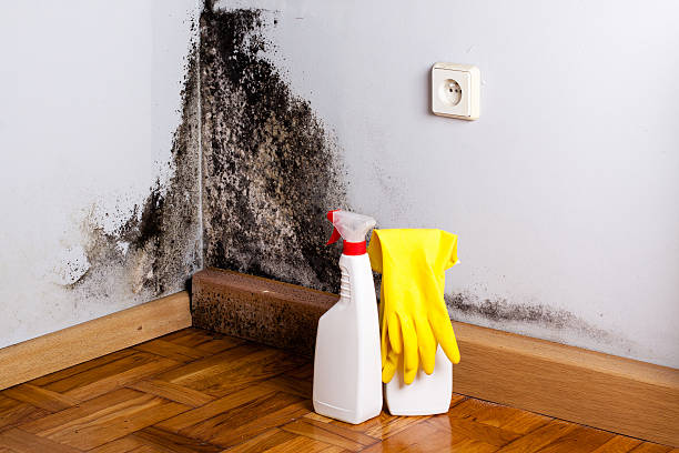 Best Commercial Mold Removal  in North Merritt Island, FL
