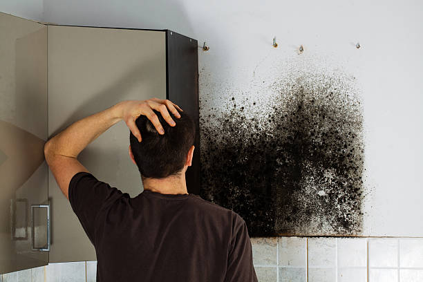 Best Black Mold Removal  in North Merritt Island, FL