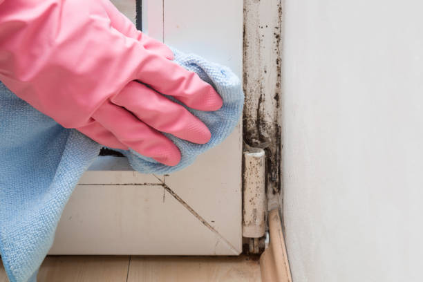 Best Emergency Mold Removal  in North Merritt Island, FL